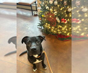 Mutt Dogs for adoption in Louisville, KY, USA