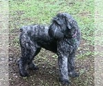 Litter of 2 - Female Bouvier Des FlandresLitter of Puppies for Sale - Photo #11
