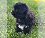 Small #2 Morkie