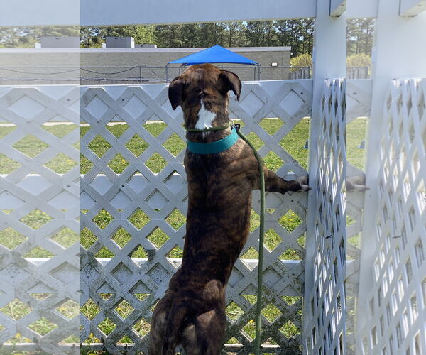 Medium Photo #8 Mutt Puppy For Sale in Virginia Beach, VA, USA