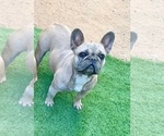 Small Photo #1 French Bulldog Puppy For Sale in MIAMI BEACH, FL, USA