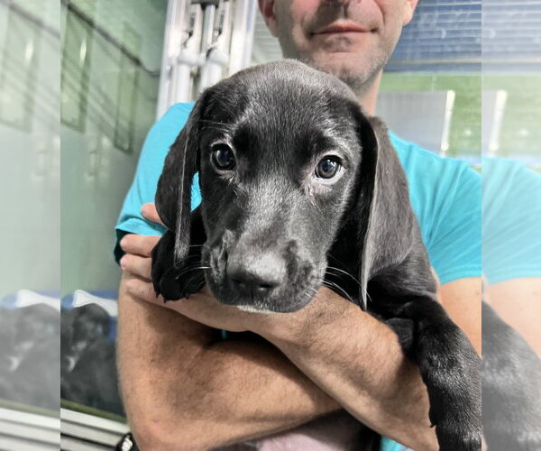 Medium Photo #3 Mutt Puppy For Sale in Elmsford, NY, USA