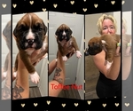 Small Photo #2 Boxer Puppy For Sale in COLUMBIA, SC, USA