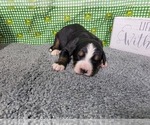 Puppy 4 Bernese Mountain Dog