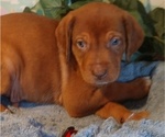 Puppy 2 Australian Shepherd-Vizsla Mix