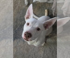Nova - Female Mutt Dog for Adoption - Photo #3