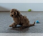 Small Photo #7 Cavapoo Puppy For Sale in FREDERICKSBURG, OH, USA