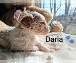 Small Photo #93 Goldendoodle (Miniature) Puppy For Sale in GASTONIA, NC, USA