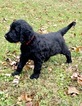 Small Photo #3 Goldendoodle Puppy For Sale in MORGANTOWN, IN, USA