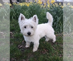 Mother of the West Highland White Terrier puppies born on 06/16/2022