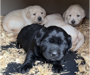 Labrador Retriever Puppy for sale in ALL HEALING SPRINGS, NC, USA