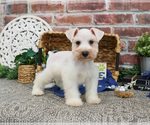 Small #14 Schnauzer (Miniature)
