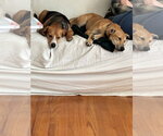 Small #2 Labrador Retriever Mix