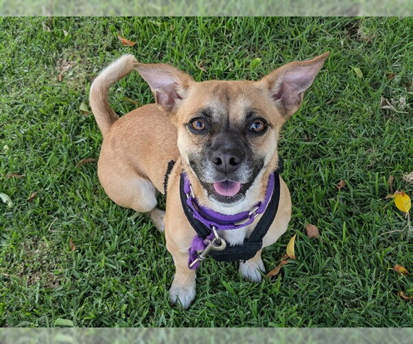Medium Photo #2 Chug Puppy For Sale in San Clemente, CA, USA