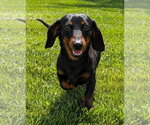 Small #4 Dachshund
