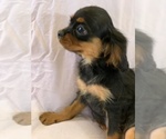 Small #4 Cavalier King Charles Spaniel