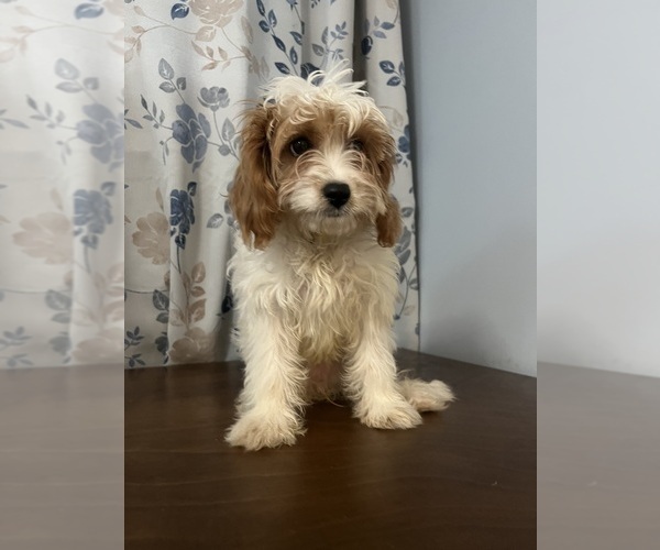 Medium Photo #37 Cavapoo-Poodle (Miniature) Mix Puppy For Sale in DURHAM, CT, USA