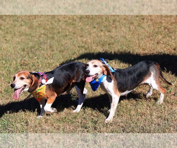 Medium Photo #6 Beagle Puppy For Sale in Tampa, FL, USA