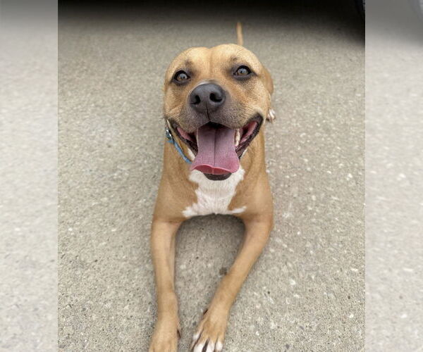 Medium Photo #3 American Pit Bull Terrier-Unknown Mix Puppy For Sale in OKLAHOMA CITY, OK, USA