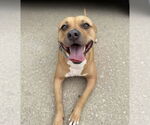 Small #2 American Pit Bull Terrier Mix