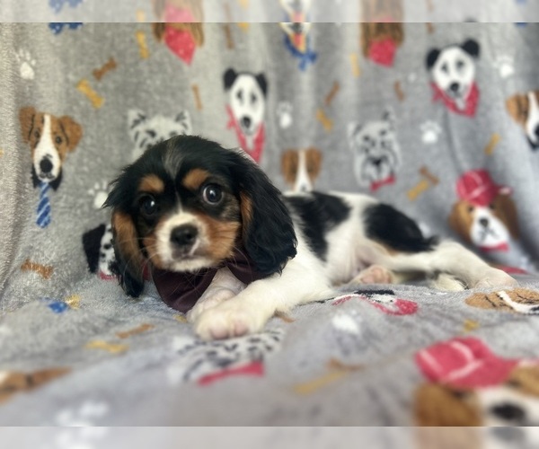 Medium Photo #6 Cavalier King Charles Spaniel Puppy For Sale in LAKELAND, FL, USA