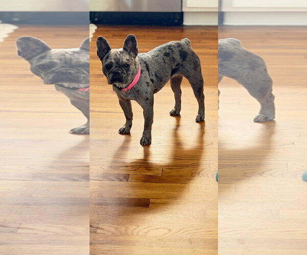 Medium Photo #2 French Bulldog Puppy For Sale in Alexander, AR, USA