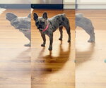 Small #1 French Bulldog