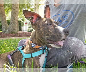 Mutt Dogs for adoption in Gainesville, FL, USA