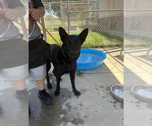 German Shepherd Dog Dogs for adoption in Modesto, CA, USA