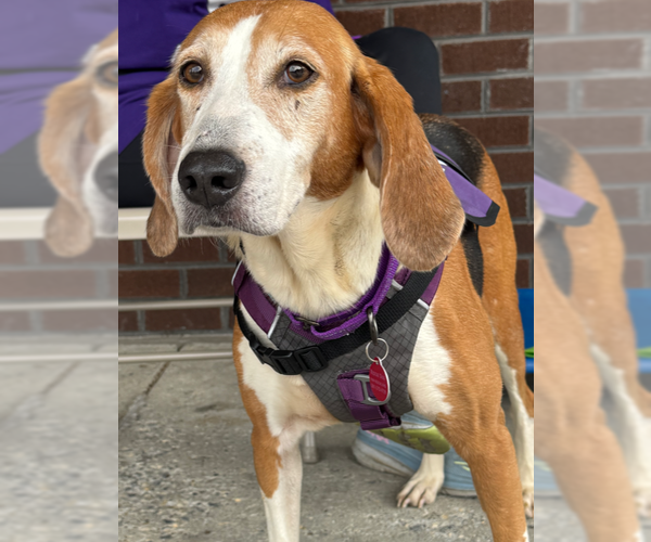 Medium Photo #3 Coonhound Puppy For Sale in Greenbelt, MD, USA