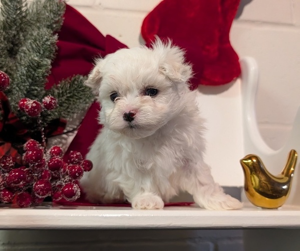 Medium Photo #12 Maltese Puppy For Sale in GOSHEN, IN, USA
