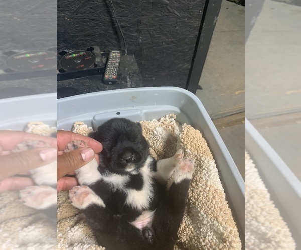 Medium Photo #1 Akita Puppy For Sale in NORLINA, NC, USA