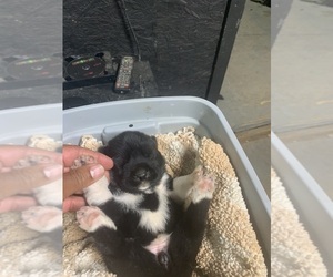 Akita Puppy for sale in NORLINA, NC, USA