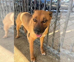 German Shepherd Dog-Unknown Mix Dogs for adoption in Riverside, CA, USA