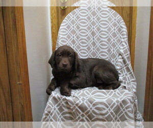 Labrador Retriever Puppy for sale in SHILOH, OH, USA