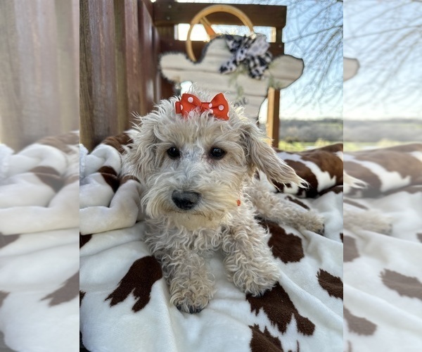 Medium Photo #3 Poodle (Miniature) Puppy For Sale in LANCASTER, MO, USA