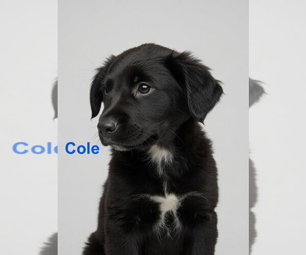 Medium Photo #1 Retriever -Unknown Mix Puppy For Sale in Jackson Township, NJ, USA