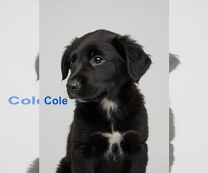 Retriever -Unknown Mix Dogs for adoption in Jackson Township, NJ, USA