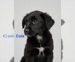 Small Retriever  Mix