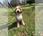 Small Photo #1 Poodle (Miniature) Puppy For Sale in ROSEMEAD, CA, USA