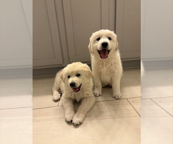 Medium Photo #1 Great Pyrenees-Unknown Mix Puppy For Sale in Mount Pleasant, SC, USA