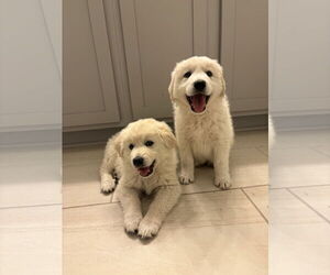 Great Pyrenees-Unknown Mix Dogs for adoption in Mount Pleasant, SC, USA