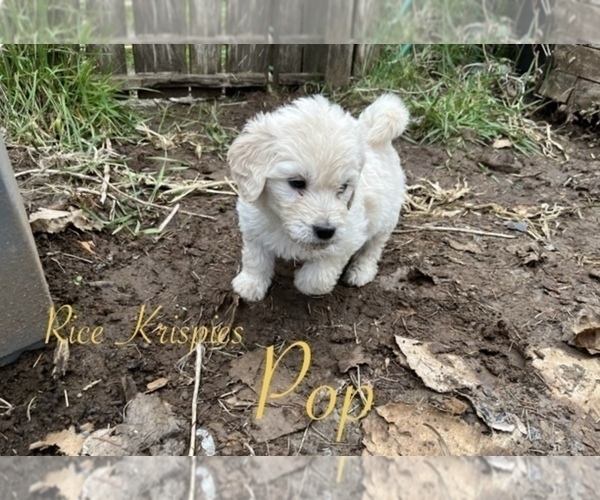 Medium Photo #1 Goldendoodle Puppy For Sale in VANCOUVER, WA, USA