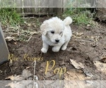 Small Photo #1 Goldendoodle Puppy For Sale in VANCOUVER, WA, USA