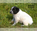 Small #3 Border-Aussie