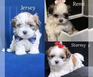 ShihPoo Puppy for sale in COVINGTON, GA, USA