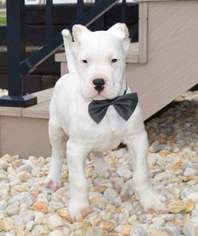 Dogo Argentino Puppy for sale in HONEY BROOK, PA, USA