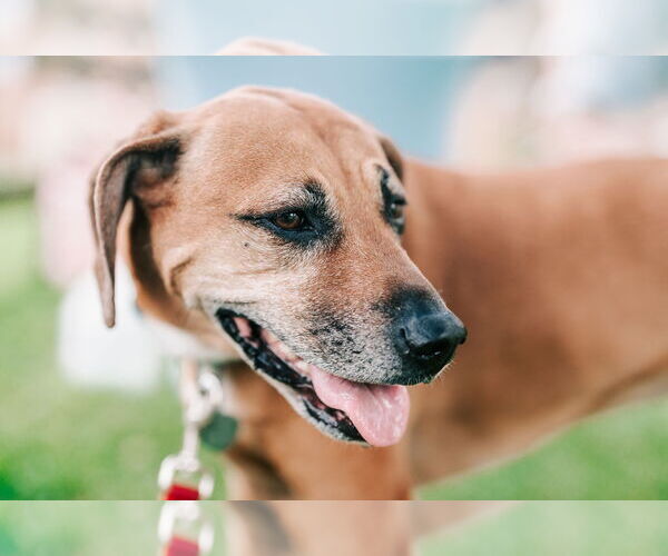 Medium Photo #5 Mutt Puppy For Sale in Oakhurst, NJ, USA
