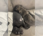 Small Photo #14 Cane Corso Puppy For Sale in DONEGAL, PA, USA