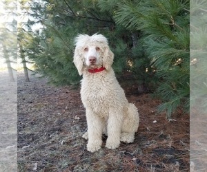 Poodle (Standard) Puppy for sale in GULF BREEZE, FL, USA